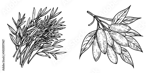 Modern rye grains and cereal spices are presented alongside isolated organic cereals, featuring green oat plant and seeds