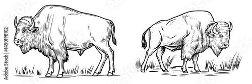 Hunting open season sketch poster for hunter society or hunt club, featuring a modern isolated wild buffalo ox or bison bull for a wild animal hunt adventure