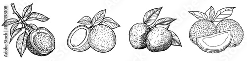 The sketch of litchi, a tropical dessert fruit, features a modern lychee, both whole and peeled in half, as an exotic food