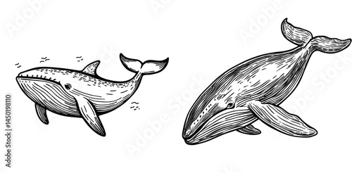 A blue whale represents a modern ocean mammal, isolated as an underwater sea creature, also symbolizing marine fauna and the life of undersea cetaceans