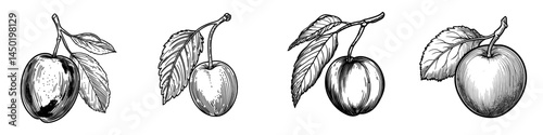 Plum isolated fruit with leaf sketch. Modern summer food dessert, prune berry’ becomes ‘Modern summer dessert of plum fruit with leaf sketch, also a prune berry