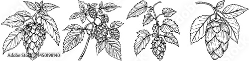 Modern german brewing industry product, the flower of hope plant, is an isolated beer ingredient with a color outline icon and is also known as Humulus, a flowering plant used in herbal medicine with