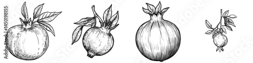 Modern whole garnet pomegranate, an exotic tropical food, is depicted in a isolated fruit sketch of punica granatum in red