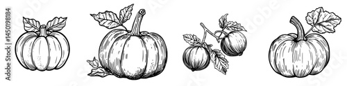 A modern, ripe, raw pumpkin plant with leaves and vine, often associated with autumnal harvests, particularly for Thanksgiving Day celebrations, is depicted as a cartoon element for design purposes,