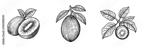 Kiwi whole exotic fruit isolated sketch’ describes modern tropical exotic vegetarian food, specifically kiwifruit or chinese gooseberry