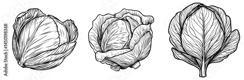 Modern pechay baguio, nappa, petsai or pe-tsai, and wombok greens are types of Peking cabbage isolated Romaine lettuce thin line icon, also referred to as Wong bok or pekinskaya kapusta