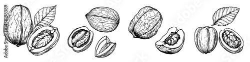 A walnut is depicted in its nutshell, open to reveal the isolated kernel in a sketch, showcasing the modern edible seed within the nut as a popular food snack