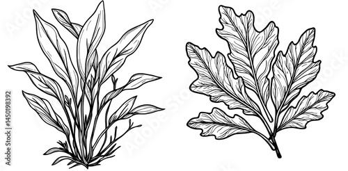 A cartoon illustration of underwater kelp seaweed plant is complemented by aquarium and sea algae, along with ocean aquatic plant, coral reef marine deep weed, or aquarium water flora such as