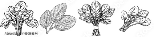 The cartoon depiction of sorrel salad vegetable is a product of farming market that offers ripe and organic food, including vegetarian salad or freshly harvested farm vegetables, which is a part of