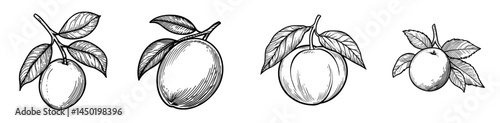 Modern whole summer fruit, vegetarian organic food, such as apricot, peach or plum, represented by isolated raw fruit line icons, including nectarine peach, as a healthy organic ripe dessert