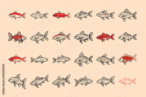Red mullet fish design, labeled line and fill art vector illustration.