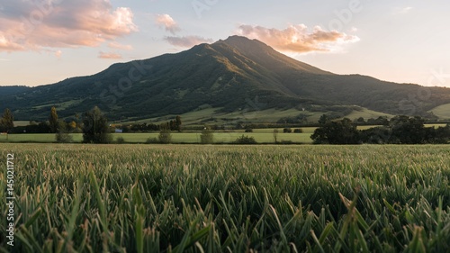 mountain landscape with grassy field