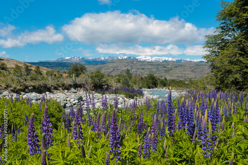 Lupinus polyphyllus, the large-leaved lupine purple flowers in South America field by the riverbank in Patagonia mountains