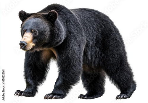 Majestic black bear stands confidently on four paws in a naturalistic pose, showcasing its powerful physique and distinct features against a white background photo