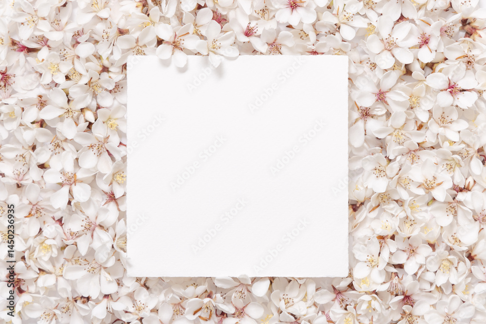 Blank square paper card over white cherry flowers top view, spring wedding mockup