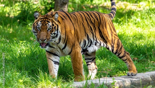 Majestic tiger walking through lush green habitat wildlife photography natural environment close-up perspective conservation awareness