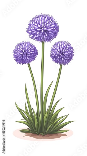 Three vibrant purple, spherical flowers atop tall, slender green stems, emerging from a base of grass-like foliage