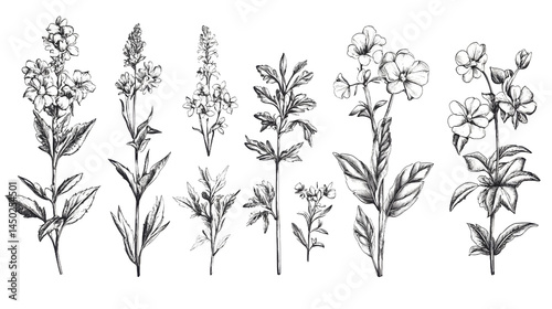 Wallpaper Mural A beautifully illustrated collection of various wildflowers in black and white, showcasing their intricate details and natural beauty. Torontodigital.ca