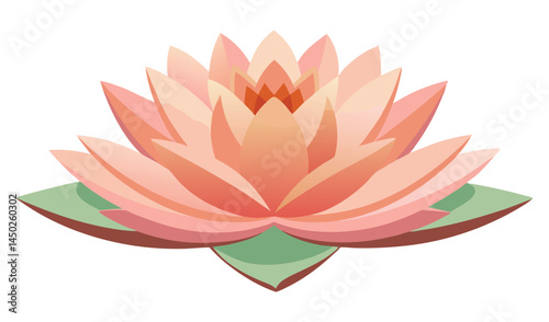 Peach colored water lily flower illustration