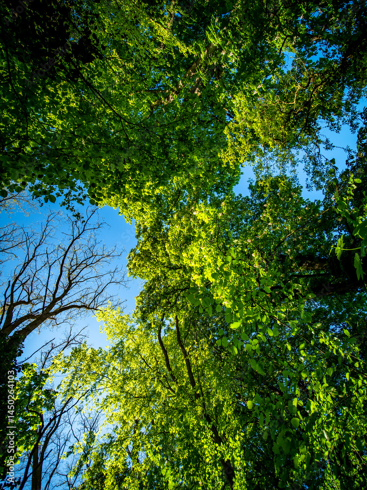 Fototapeta premium Kastanienbaum mit leuchtenden Blättern im Frühjahr