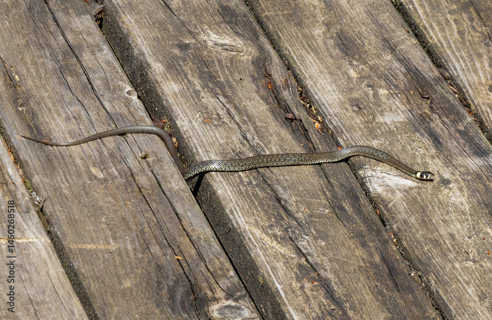 A Natrix natrix snake on the planks