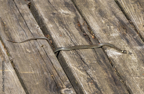 Obraz na płótnie A Natrix natrix snake on the planks w salonie