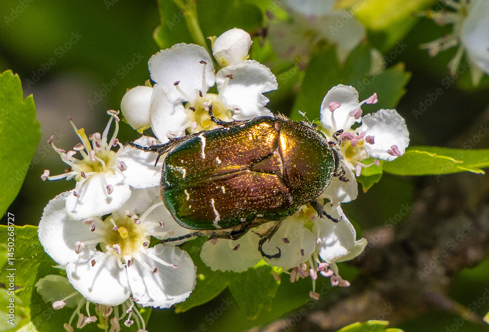 A European Rose Chafer (Cetonia aurata) on a white flower