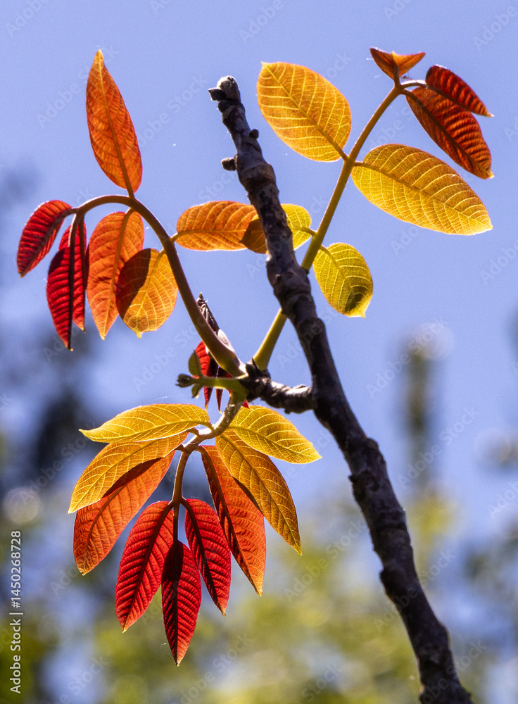 A branch with young walnut leaves