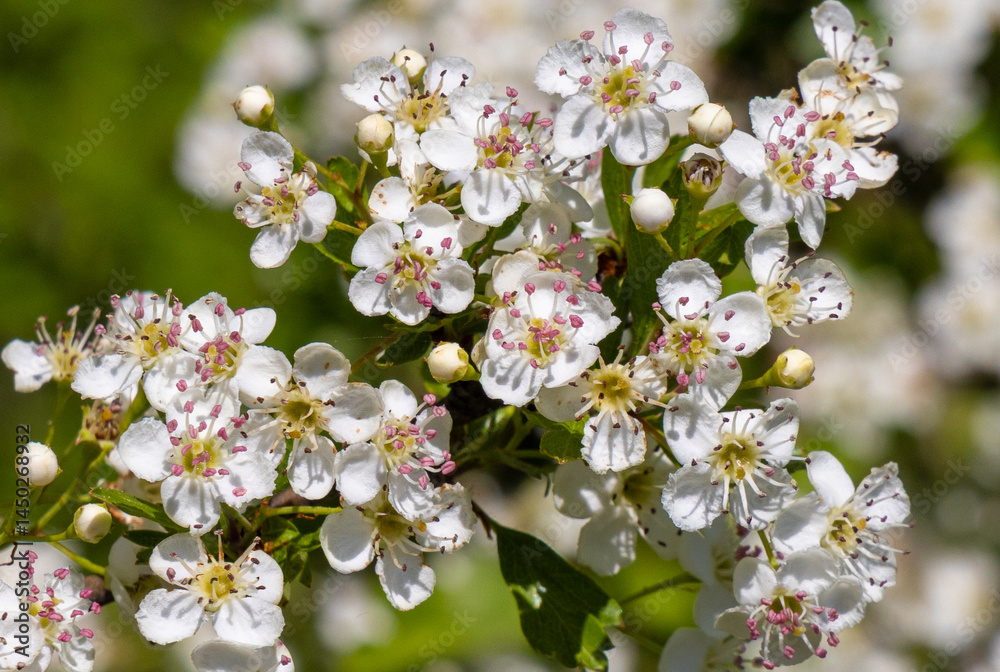 A branch with flowers of Crataegus monogyna tree