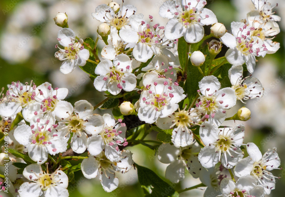 A branch with flowers of Crataegus monogyna tree