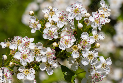 A branch with flowers of Crataegus monogyna tree