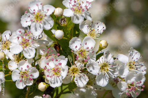 Obraz na płótnie Close-up with Crataegus monogyna tree flowers w salonie