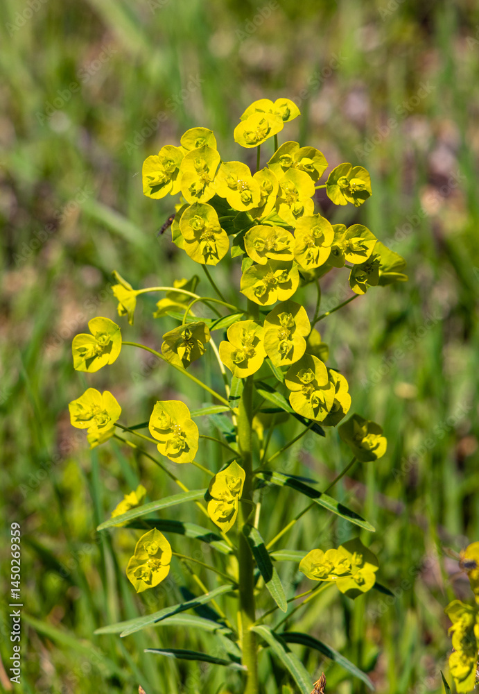 A flowering Euphorbia nicaeensis plant