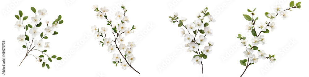 Obraz premium Delicate spring flowers blooming on branches