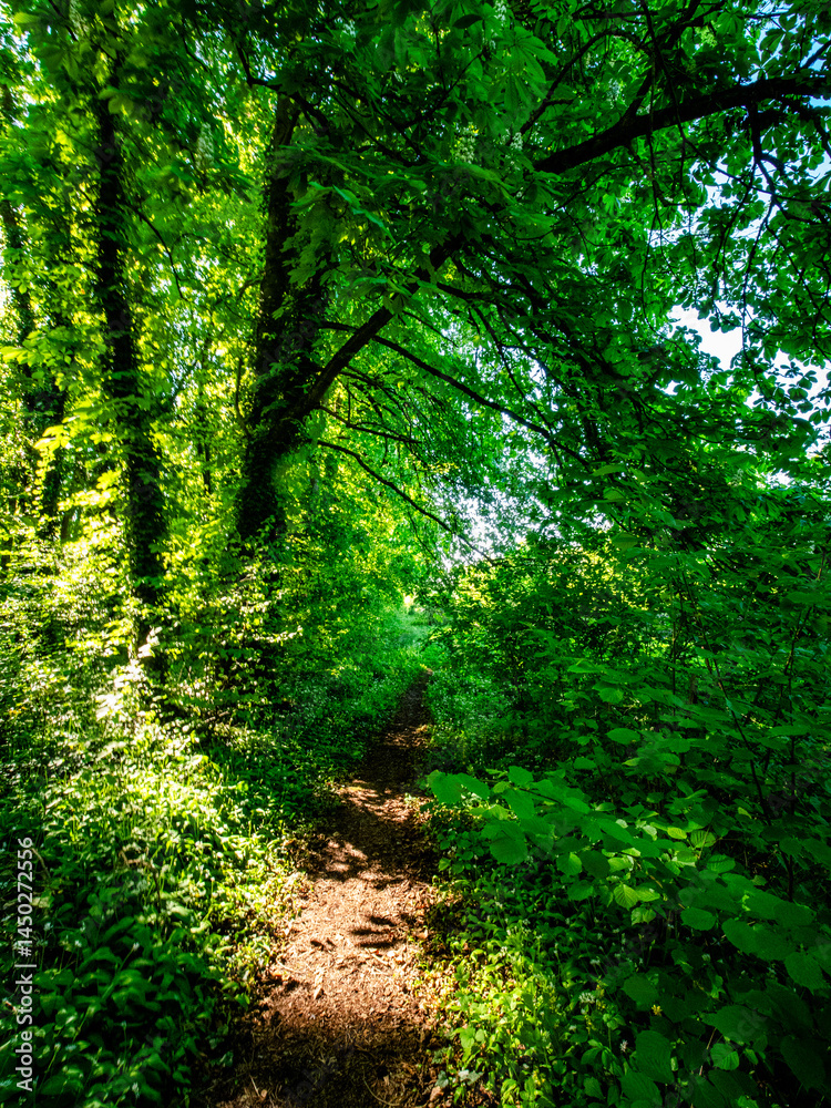 Obraz premium Pfad durch den grünen Wald