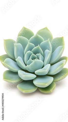 A single succulent with pale blue-green leaves arranged in a rosette pattern