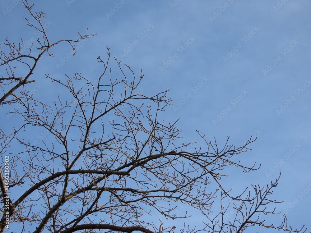 Obraz premium 青空と桜の枯れ枝の冬景色|Winter Landscape with Bare Cherry Branches and Blue Sky