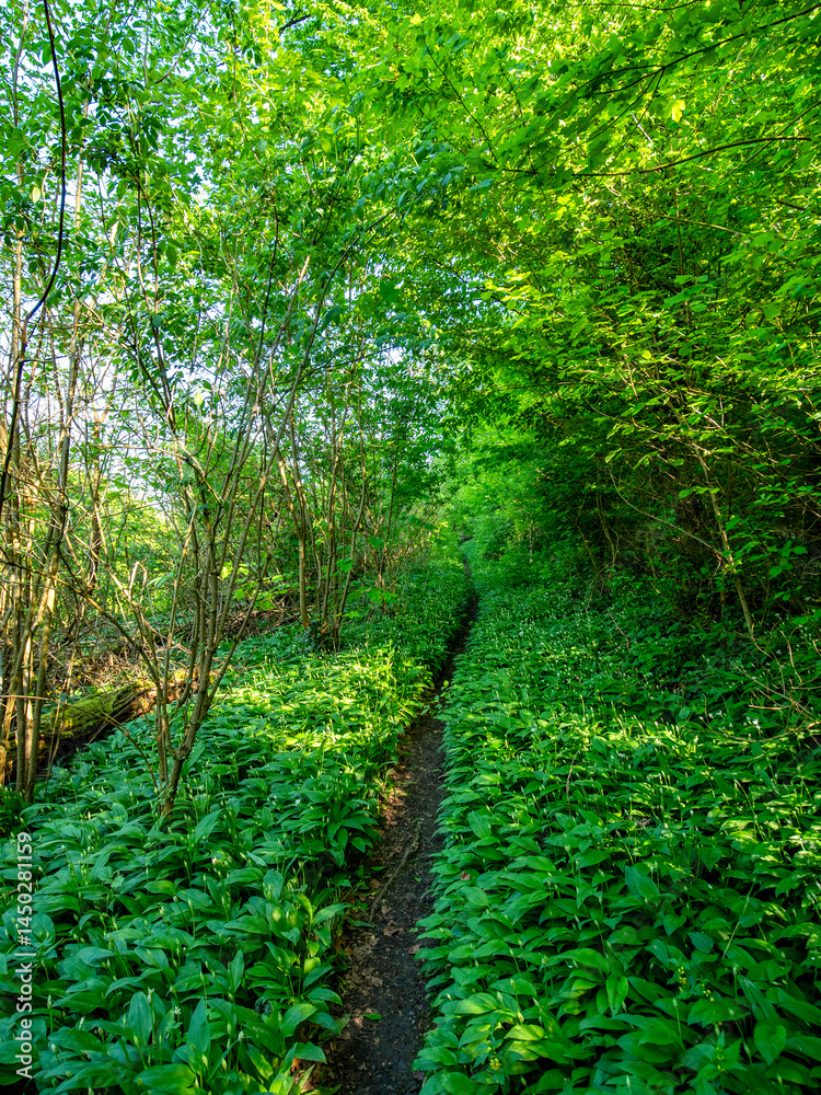 Fototapeta premium Pfad durch den grünen Wald