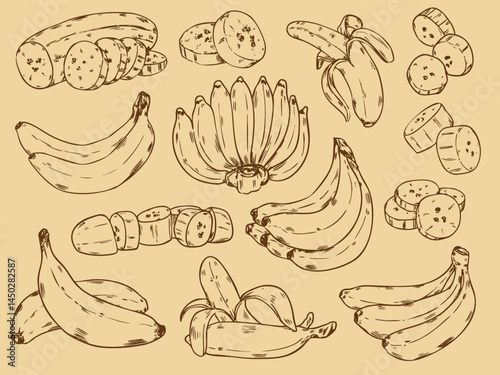 Set of hand drawn banana outline drawing vector food illustration