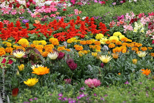 Fototapeta Naklejka Na Ścianę i Meble -  Colorful flower garden market,  in full bloom during sunny afternoon in vibrant array of colors