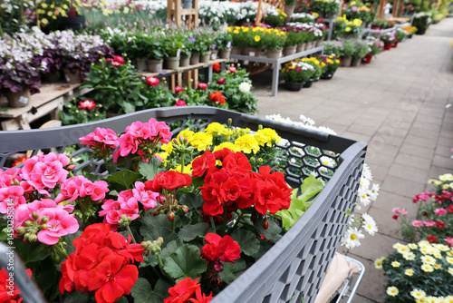 Colorful flowers in a shopping cart at a bustling garden center in springtime