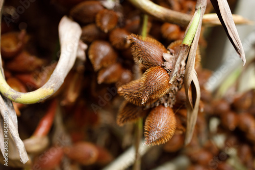 Salacca wallichiana fruit has sharp thorns on the skin taste sweet and sour with a unique aroma agriculture plant in southeast asian photo