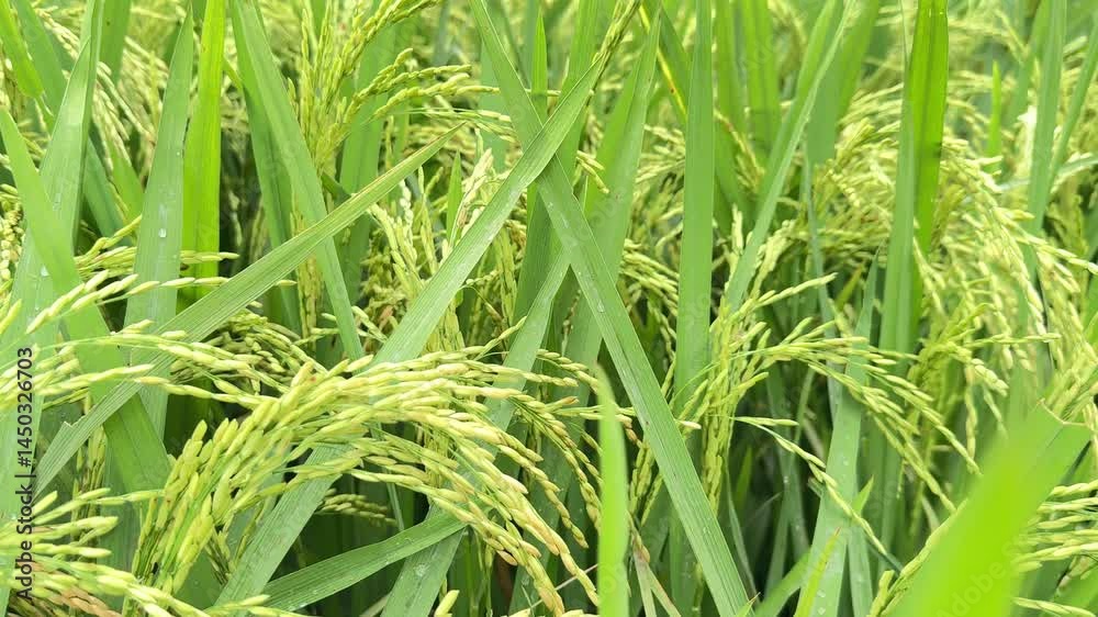 Green rice fields, showcasing a vibrant and fertile agricultural landscape