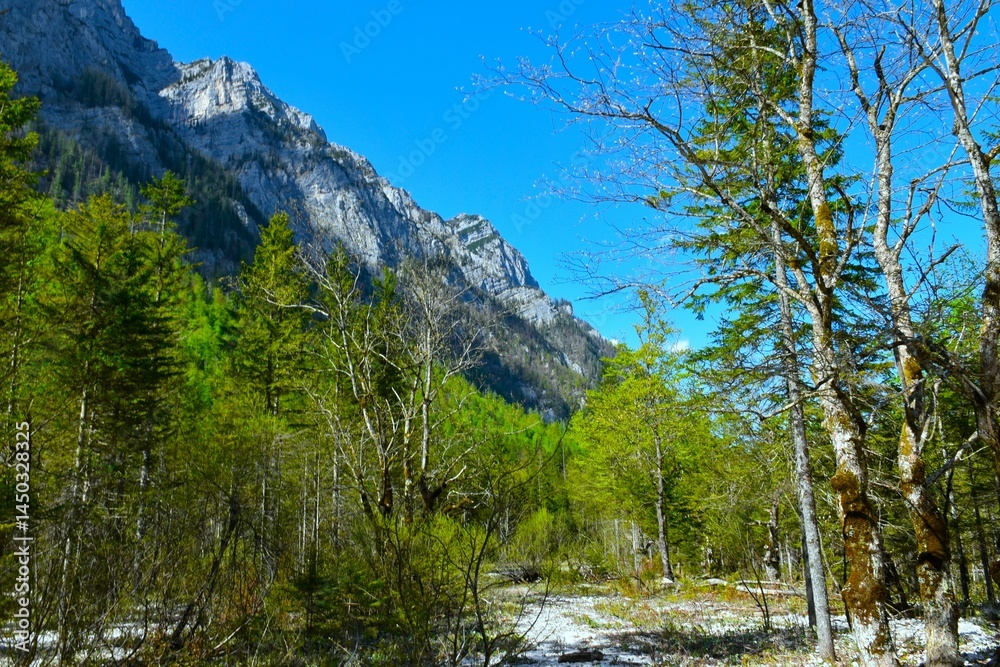 Green foliage of a deciduous, broadleaf mountain forest in Krma, Julian alps, Slovenia