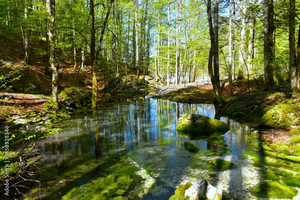 Pond in a beech forest in spring with a reflection in the water in Krma, Julian alps, Slovenia