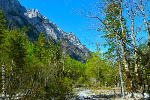 Obraz na płótnie Green foliage of a deciduous, broadleaf mountain forest in Krma, Julian alps, Slovenia w salonie