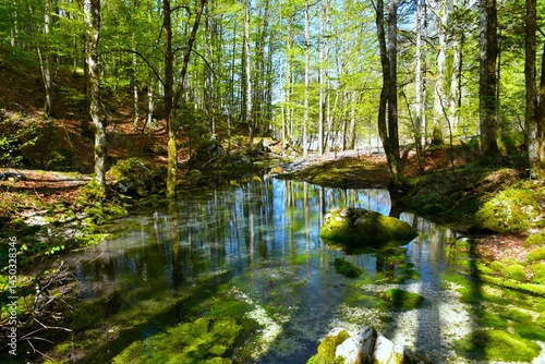 Pond in a beech forest in spring with a reflection in the water in Krma, Julian alps, Slovenia