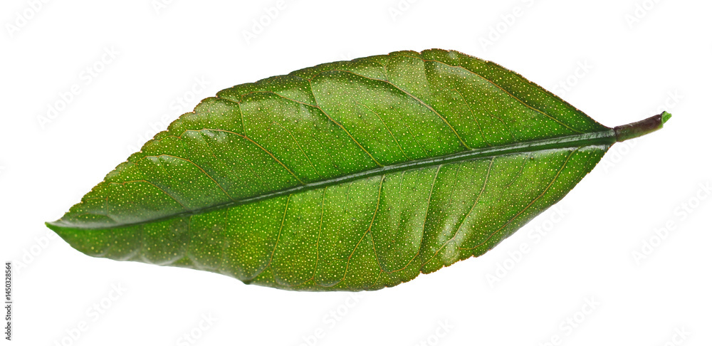 Obraz premium Lemon green leaf isolated on white background, clipping path