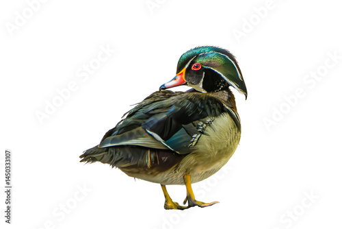 Photography Wood Duck (Aix sponsa) Photo, Showing His Colors, on a Transparent Isolated PNG