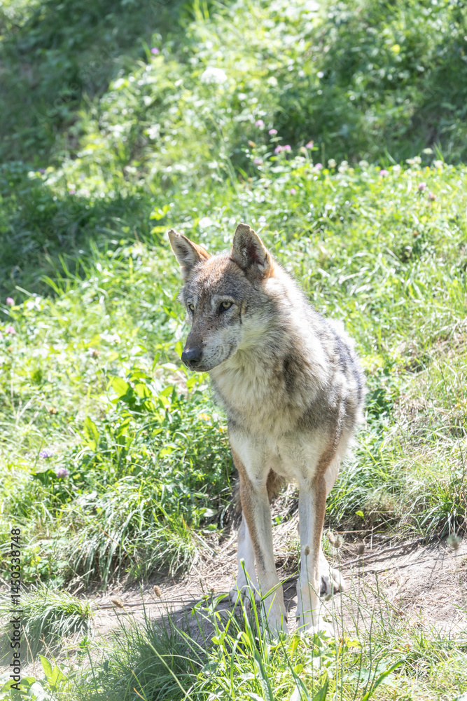 Wolf hunting in the forest. Canis Lupus, free in the wild nature